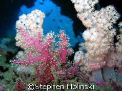 Soft Corals looking out from a swim-through.  Taken with ... by Stephen Holinski 